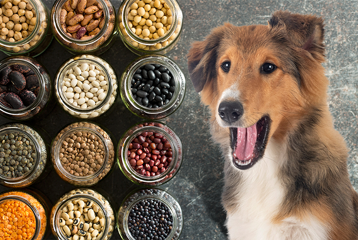 Can Dogs Eat Beans Bean Varieties For Dogs