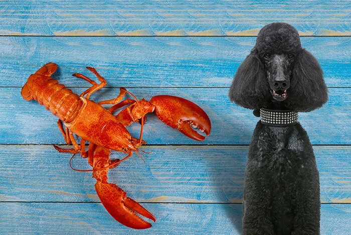 Can Dogs Eat Lobster Will Lobster Trigger An Allergy In Dogs