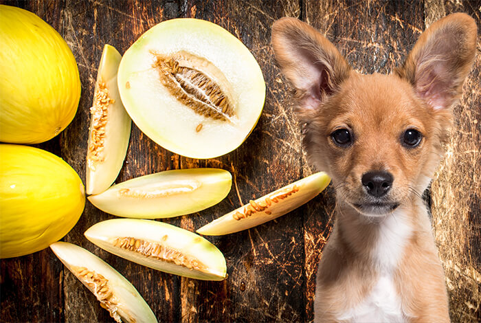 Can Dogs Eat Melon