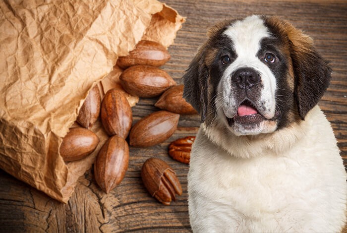 Can Dogs Eat Pecans What About Pecan Pie Can Dogs Eat Pecans What About Pecan Pie