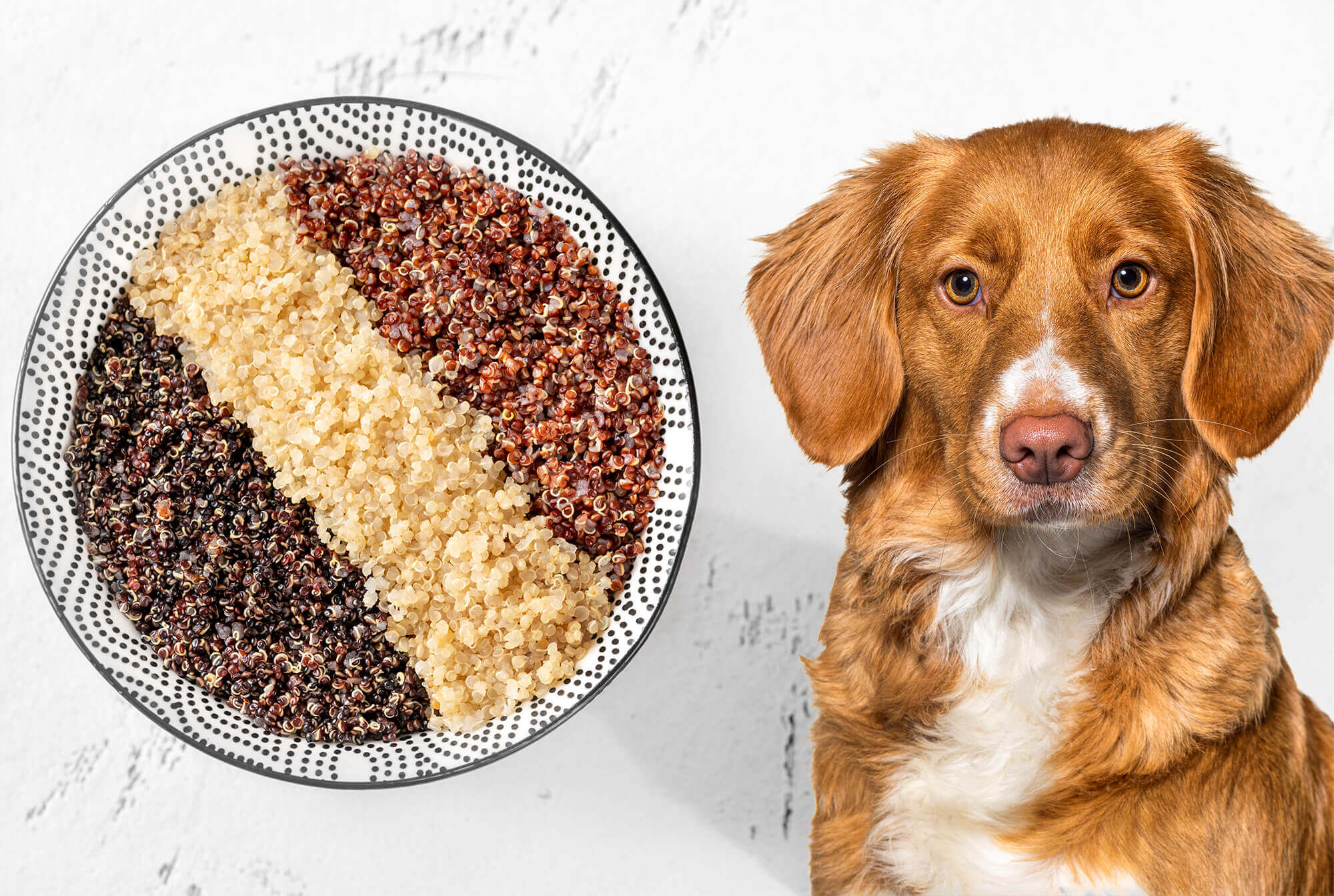 Can Dogs Eat Quinoa? 