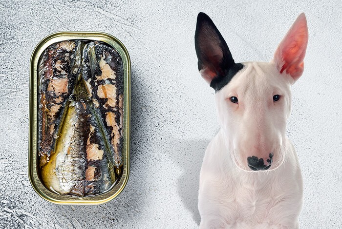 Can Dogs Eat Sardines The Good The Bad And The Fishy