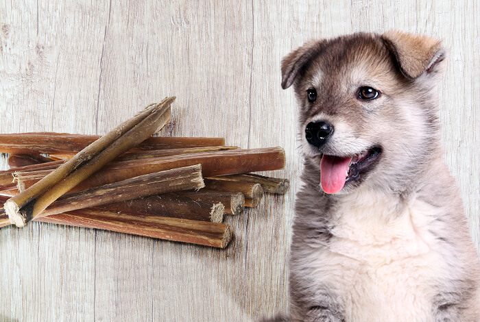 Can Dogs Eat Creme Fraiche Benefits Risks Can Dogs Eat Creme Fraiche Benefits Risks