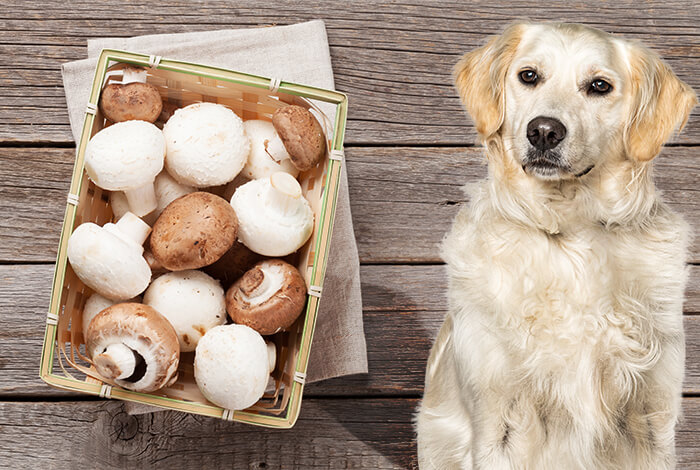 Can Dogs Eat Mushrooms Can Dogs Eat Mushrooms