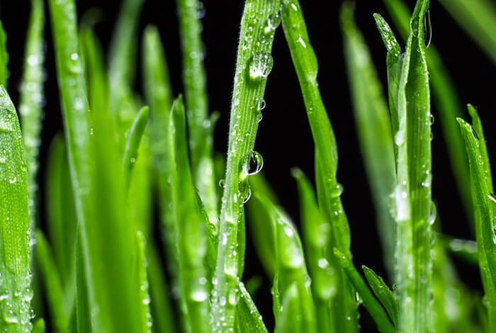 Mildew on grass.