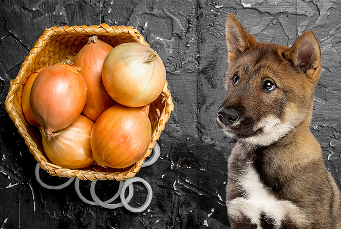 are onions safe to feed dogs