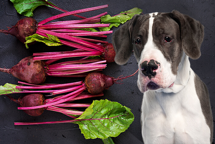 Can Dogs Eat Marzipan Benefits Risks Can Dogs Eat Marzipan Benefits Risks