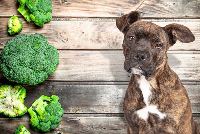 Can Dogs Eat Broccoli