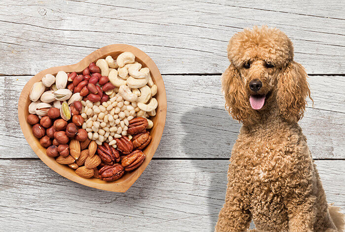 Can Dogs Eat Cow Tongue Benefits Risks Can Dogs Eat Cow Tongue Benefits Risks