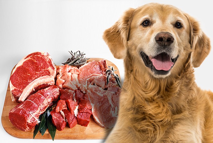 what dog meat is best