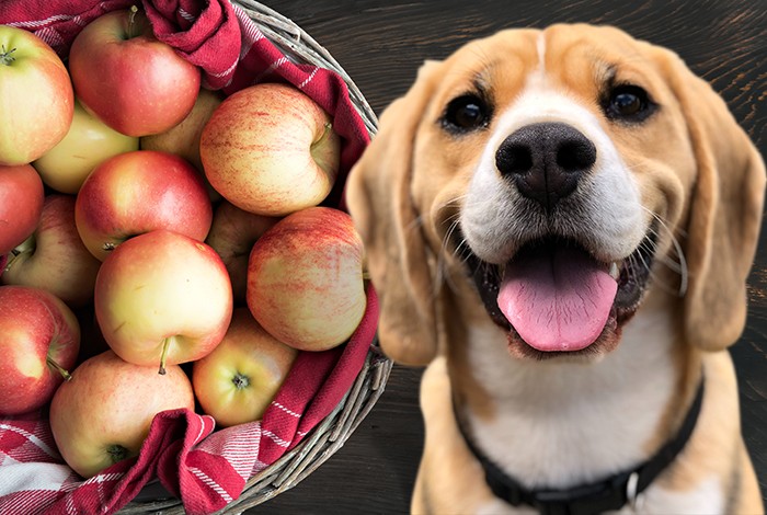 View of Can Dogs Eat Custard Apple? | Health Risks