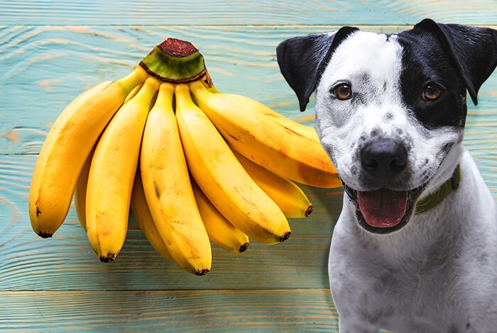 are bananas okay to give to dogs