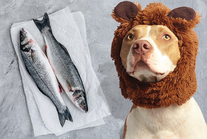 Can Dogs Eat Haddock Benefits Risks