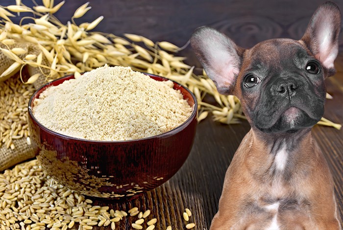 can dogs eat oatmeal 2