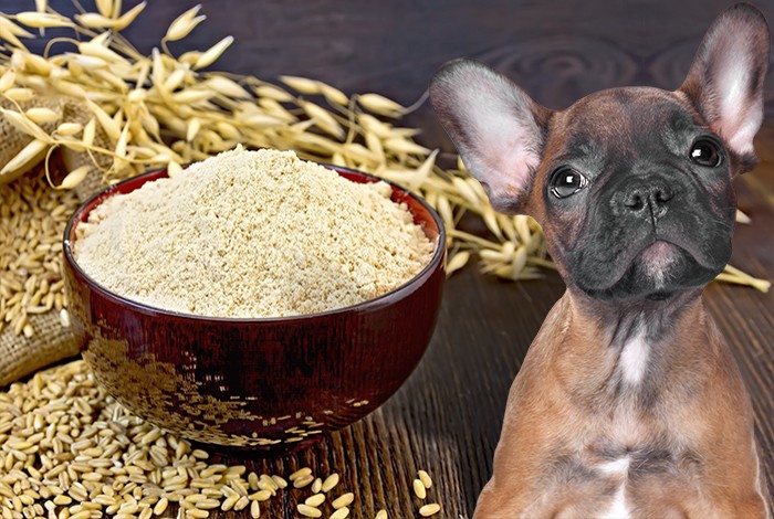 are raisins or oarmeal bad for dogs