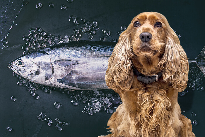 Can Dogs Eat Tuna Fish What Are The Risks Can Dogs Eat Tuna Fish What Are The Risks