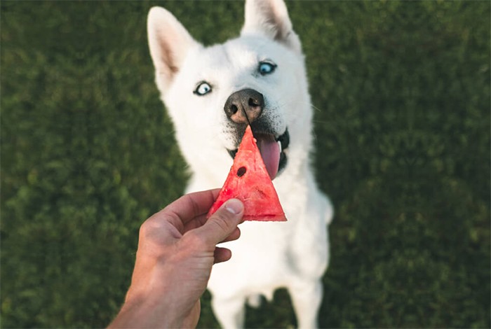 can dogs eat weatermelon
