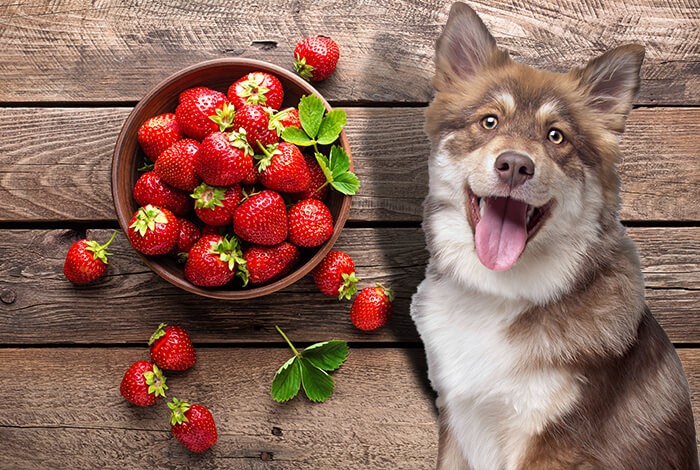Can Dogs Eat Strawberries What About Strawberry Flavoured Food