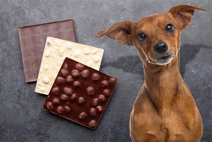 what happens to dogs if they eat chocolate